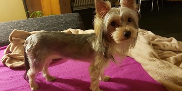 Hledá se jorkšírka Nella