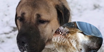 Další dva Kangalové v lesích - psí horor pokračuje