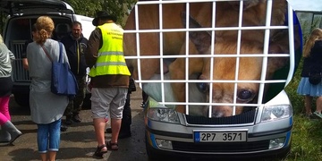 Úděsnou množírnu psů rozbil zásah policie