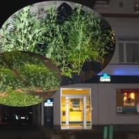 Pěstírna drog maskovaná bankou v Plzni