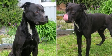 Místo vytoužené lásky se Chiko dočkal hladu a kopanců