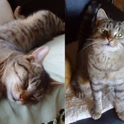 Leo se ztratil, je to člen naší rodiny
