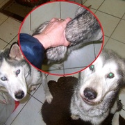 Dvě týrané fenky Sibiřského husky nyní bojují o život