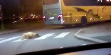 Za autobusem usmýkal ovci. Video není vhodné pro děti!