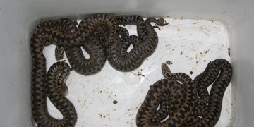 Zmije uštkla mladou ženu