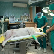Vlastníte nějaké zvíře? Veterináři Vám píší!