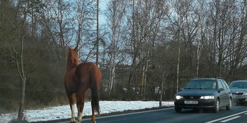 Vyděšený kůň a lhostejnost lidí