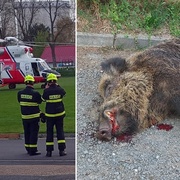 Policisté museli zastřelit divočáka, který napadl a vážně zranil muže