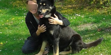 Ženu se psem na vodítku napadl a pokousal leonberger