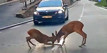 Srnčí souboj uprostřed silnice