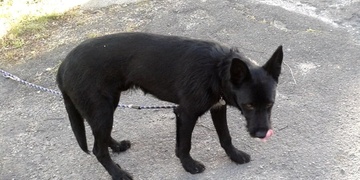 Záchrana psa za pomoci heveru