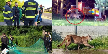 Pátrání po uprchlém samci americké pumy stále pokračuje