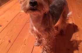 Pes již nalezen, děkujeme