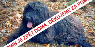 Aktualizováno: Armin je zpět doma, majitelé Vám děkují za pomoc