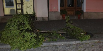 Zapomněl na spojku a pokácel strom