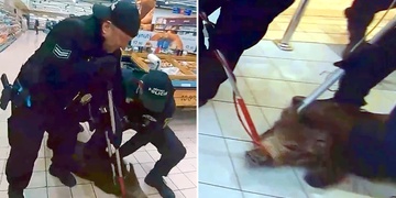 Odchyt divokého prasete v Tesco - nové video