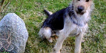 Neviděli jste Daga?