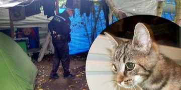 Celostátně hledaný, bišonek a dvě koťata