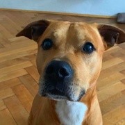 Hledá se Louie, ztratil se kousek od Klatov v lese Ptín