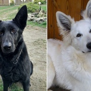 Romeo a Julie aneb Ozzy a Rona - prosíme o vaši pomoc!