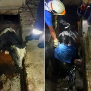 Záchrana vyděšeného býčka i koně