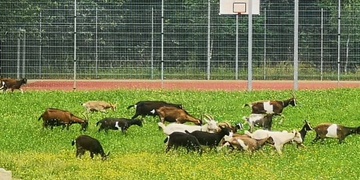 Kozy vyrazily na vysokoškolskou kolej