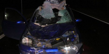 Osobní automobil se srazil s buvolem