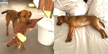 Jitka je doma, nejprve prý zkontrolovala plyšového kámoše a pak se šla pořádně vyspat