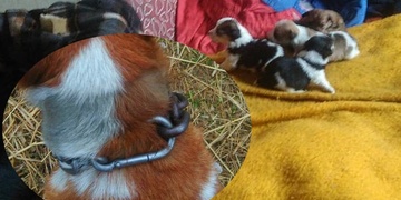 Další týrání zvířat: Zamkla 3 psy, 5 štěňat, 2 kočky a odstěhovala se