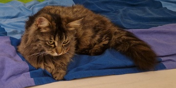 Pomozte prosím najít kočičku Šedivku