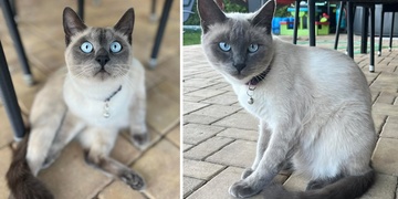 Prosím pomozte, ztratil se nám Luďa