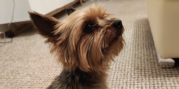 Velká cesta malého pejska Mikiho skončila