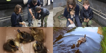 Tak trochu jiný příběh od soudu, dorazila tam kachna