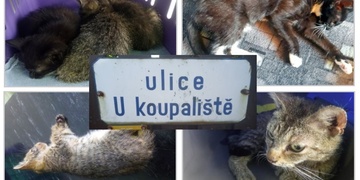 Neznámý pachatel tráví kočky