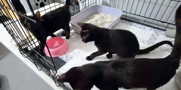 Koťata někdo nechal trpět v rozpálené přepravce u popelnic