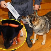 Pobodaný hrdina Romer jde do důchodu, společně s ním pak další tři psi