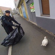 Strážníci v Plzni odchytávali kachnu