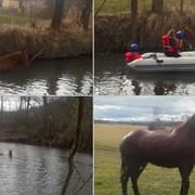 O život koně v řece bojovali hasiči