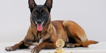 Psí legenda Besinka zemřela ve věku třinácti a půl let