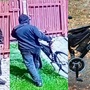 Nepoznáte tohoto zloděje?