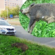 Ve Skvrňanech vběhl divočák pod auto